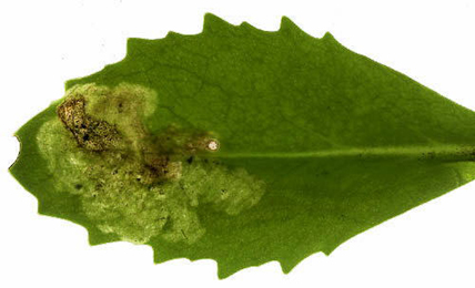 Mine of Cheilosia semifasciata on Sedum telephium