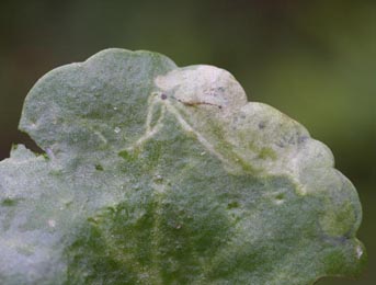 Mine of Cheilosia semifasciata