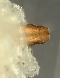 Cheilosia semifasciata larva,  fused posterior spiracles