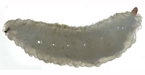 Mine of Cheilosia semifasciata on Sedum telephium