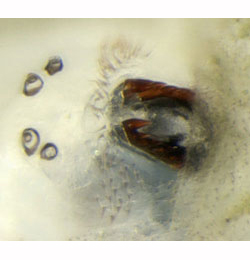 Cheilosia semifasciata larva,  mandibles,  ventral