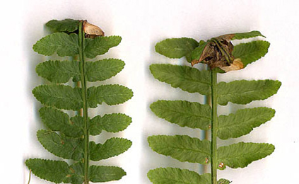 Mine of Chirosia grossicauda on Pteridium aquilinum