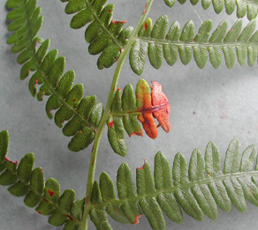 Mine of Chirosia grossicauda on Pteridium aquilinum