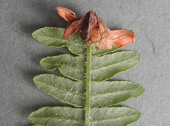 Mine of Chirosia grossicauda on Pteridium aquilinum