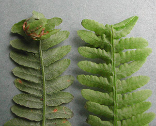 Mine of Chirosia grossicauda on Pteridium aquilinum