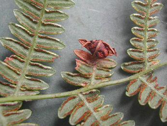 Mine of Chirosia grossicauda on Pteridium aquilinum