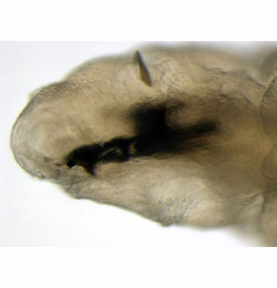 Chirosia grossicauda larva,  anterior,  lateral