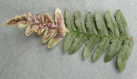 Mines of Chirosia histricina on Pteridum aquilinum