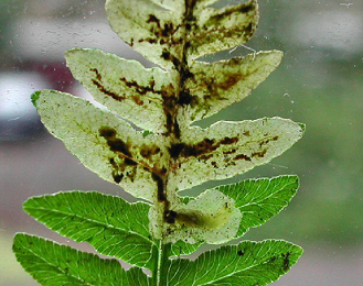 Mines of Chirosia histricina on Pteridum aquilinum