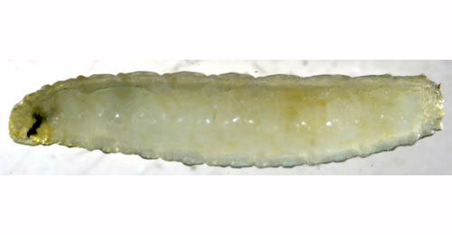 Chirosia histricina larva,  lateral
