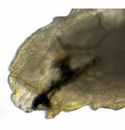 Chirosia histricina larva,  anterior,  lateral