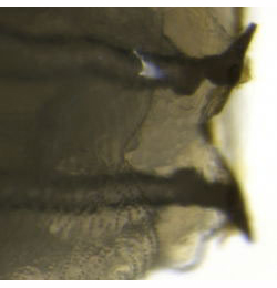 Chirosia histricina larva,  posterior spiracle,  dorsal