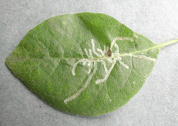 Mine of Chromatomyia aprilina on Lonicera periclymenum