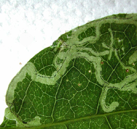 Mine of Chromatomyia aprilina on Lonicera periclymenum