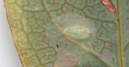 Mine of Chromatomyia aprilina on Lonicera periclymenum