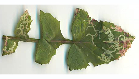 Mines of Chromatomyia 'atricornis' on Sonchus olearaceus