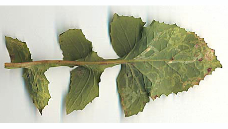 Mines of Chromatomyia 'atricornis' on Sonchus olearaceus