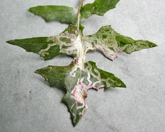 Mines of Chromatomyia 'atricornis' on Sonchus olearaceus