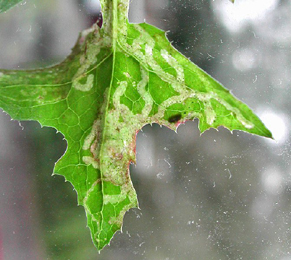 Mines of Chromatomyia 'atricornis' on Sonchus olearaceus