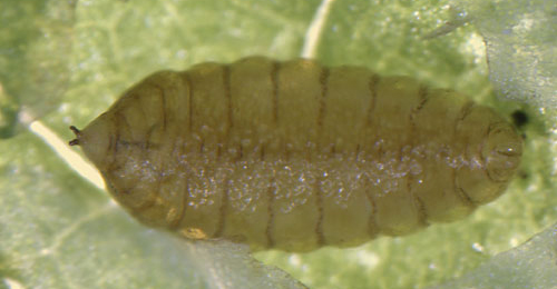 Chromatomyia' atricornis' puparium,  dorsal