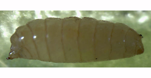 Mines of Chromatomyia' atricornis' puparium,  lateral