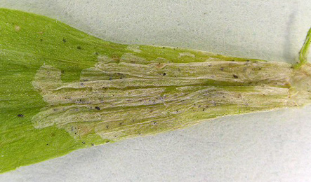 Mine of Chromatomyia centaurii on Centaurium erythraea