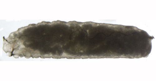 Chromatomyia gentianae larva,  lateral