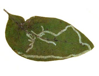 Mines of Chromatomyia lonicerae on Lonicera periclymenum