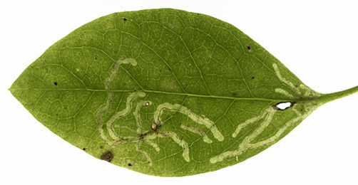 Mine of Chromatomyia lonicerae on Lonicera periclymenum