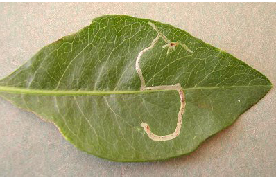 Mines of Chromatomyia lonicerae on Lonicera periclymenum