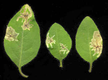 Mines of Chromatomyia periclymeni on Lonicera periclymenum