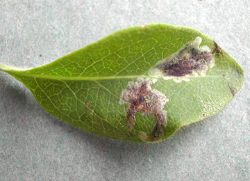 Mines of Chromatomyia periclymeni on Lonicera periclymenum