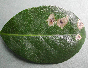 Mines of Chromatomyia periclymeni on Lonicera periclymenum