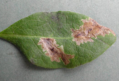 Mines of Chromatomyia periclymeni on Lonicera periclymenum