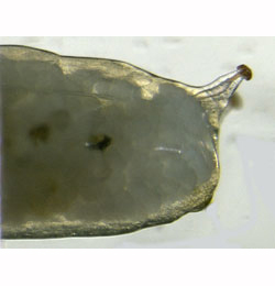 Chromatomyia periclymeni larva,  lateral