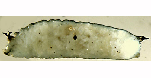 Chromatomyia primulae larva,  lateral