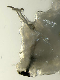 Chromatomyia primulae larva,  lateral
