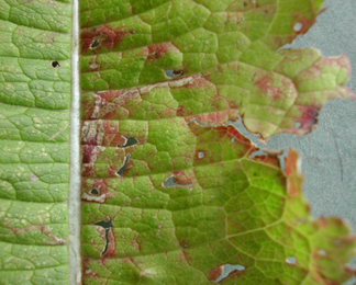 Mine of Chromatomyia ramosa