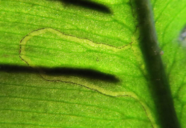 Chromatonyia scolopendri