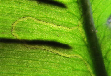 Chromatonyia scolopendri