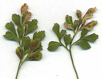 Mines of Chromatomyia scolopendri on Asplenium ruta-muraria