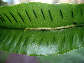 Mine of Chromatomyia scolopendri on Asplenium scolopendrium