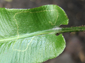 Mines of Chromatomyia scolopendri on Asplenium scolopendrium