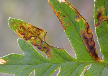 Mine of Chromatomyia scolopendri on Polypodium vulgare