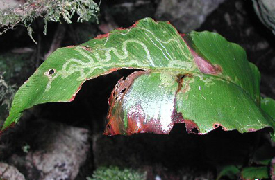 Mine of Chromatomyia scolopendri