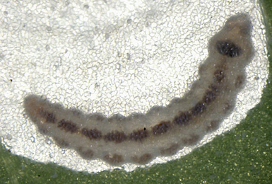 Chrysoesthia sexguttella larva,  dorsal