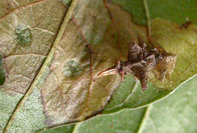 Mine of Coleophora ahenella on Rhamnus frangula