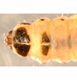 Mine of Coleophora ahenella on Rhamnus frangula
