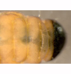 Coleophora ahenella larva,  dorsal