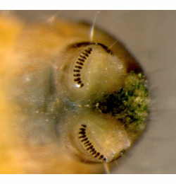 Coleophora ahenella larva,  terminal prolegs,  ventral